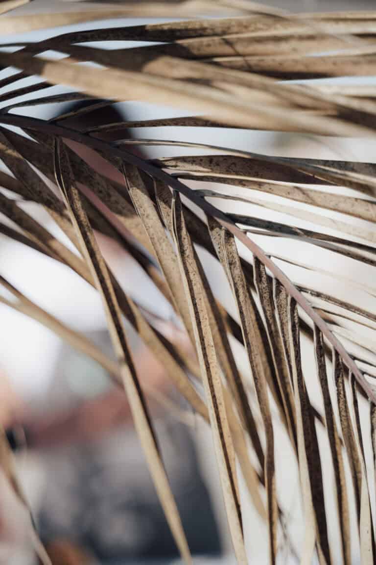 Naturdetail einer Destination Wedding in Holland, stimmungsvolle Bildwelt rund um Hochzeit am Meer und Hochzeitsplanung