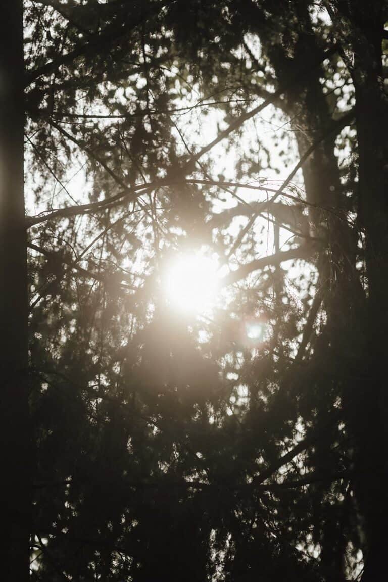 Sonnenlicht fällt durch Bäume und schafft eine natürliche Atmosphäre für eine Outdoor Hochzeit oder ein Wedding Weekend im Grünen
