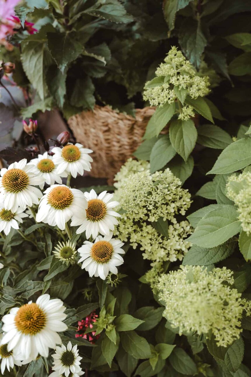 Weiße Sonnenhutblüten und zartgrüne Hortensien in einem natürlich bepflanzten Garten – florale Inspiration für eine Gartenhochzeit im eigenen Garten.