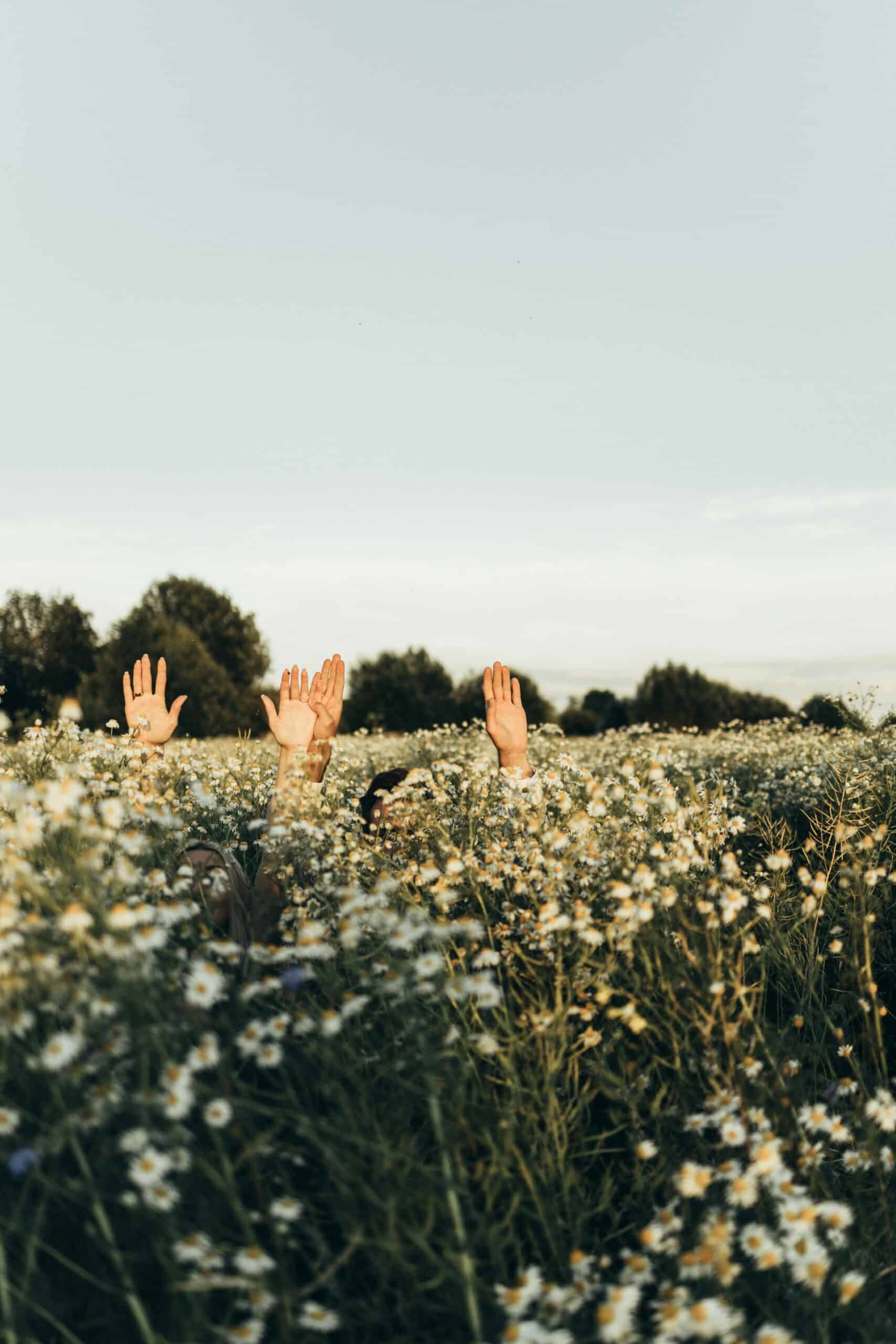 Mehrere Hände des Hey Happy Day Teams ragen aus einem blühenden Blumenfeld – ein verspieltes Teamfoto und Naturmotiv für das Team von Hey Happy Day bei einer Hochzeit mitten im Kamillenfeld. 